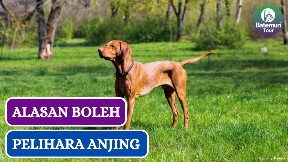 Ini Dia 3 Alasan Boleh Pelihara Anjing dalam Islam